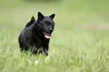 SCHIPPERKE 312